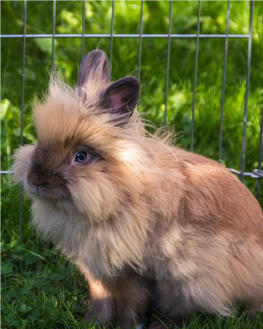 Brown fluffy long haired rabbit in outside cage thumb