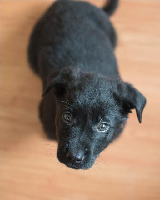 Black puppy looking up