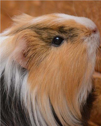 Long haired tri-coloured guinea pig.