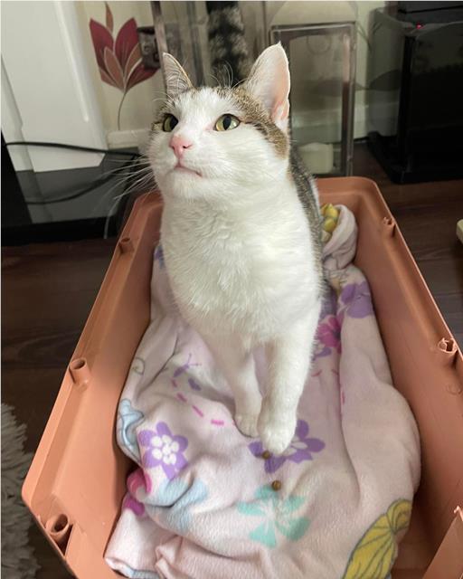 Calm cat stood on blanket in cat carrier with a feasties treat in front of him 