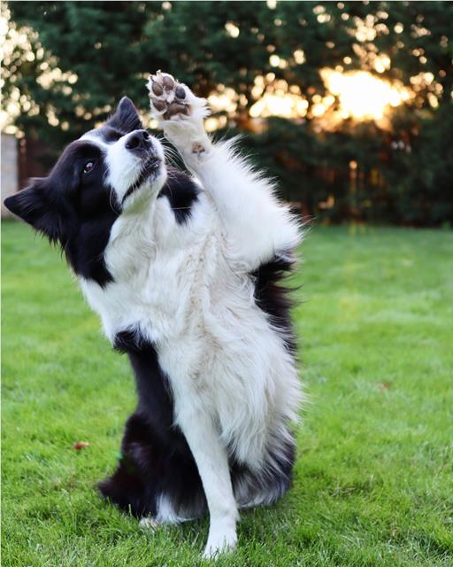 Long haired black and white border collie dog training outside to give owner paw