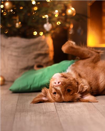 Dog lying down in front of Christmas tree