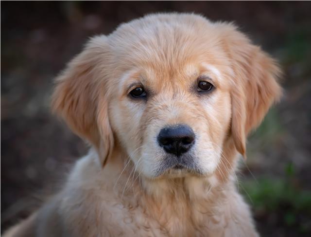 Close up of a Golden Retriever puppy.