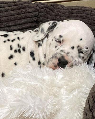 Dalmatian puppy asleep on white fluffy blanket 