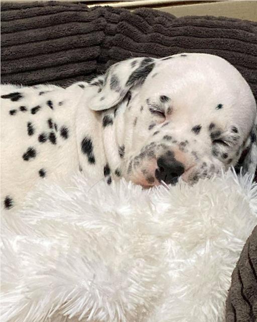 Dalmatian puppy sleeping