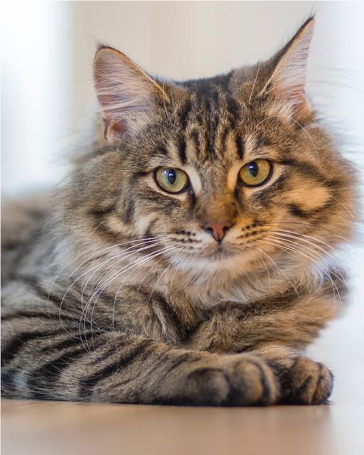 Long haired Tabby looking straight at the camera.