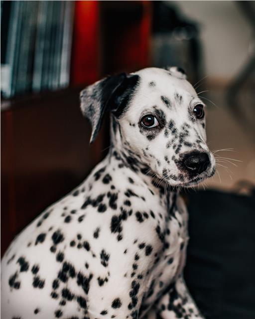 Dalmation puppy looking nervous.