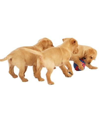 A young litter of Labrador puppies playing together