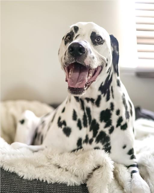 Happy dalmatian dog in bed next to window