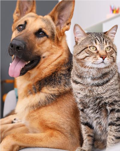 Happy and healthy German Shepherd and Tabby cat sat together