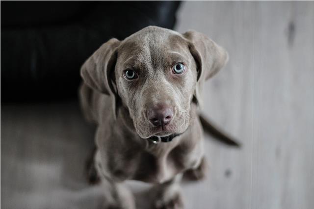 Grey puppy looking at the camera with blue eyes