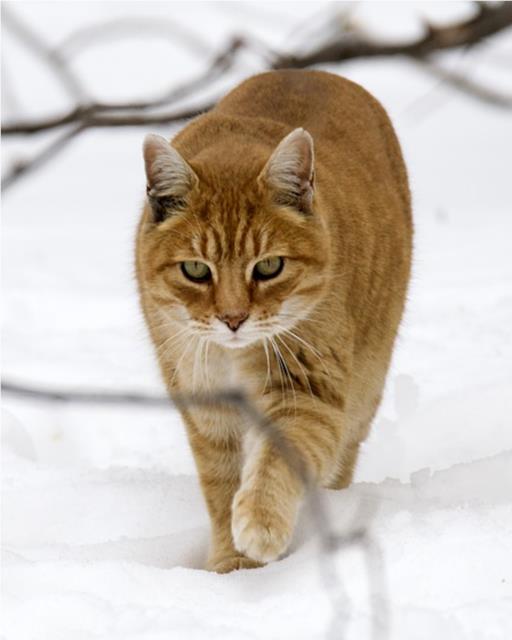 Ginger cat in the snow
