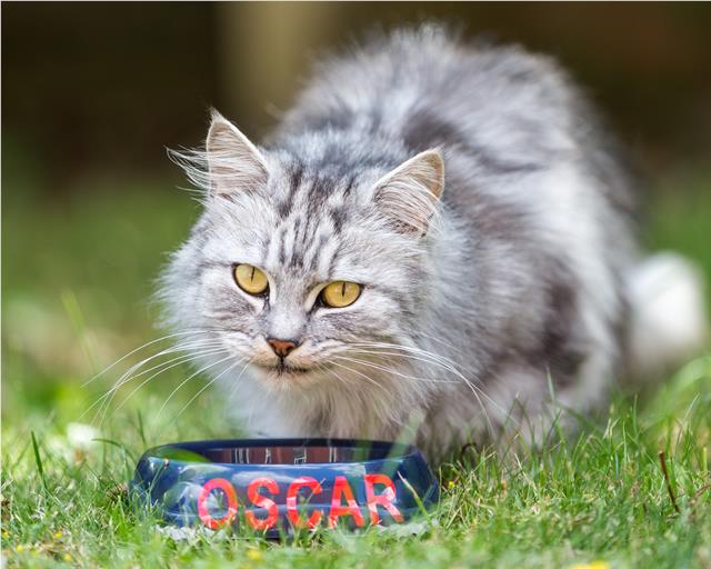 oscar cat food happy cat