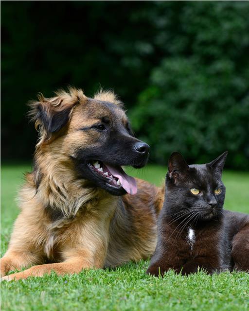 Dog and cat relaxing together in the garden