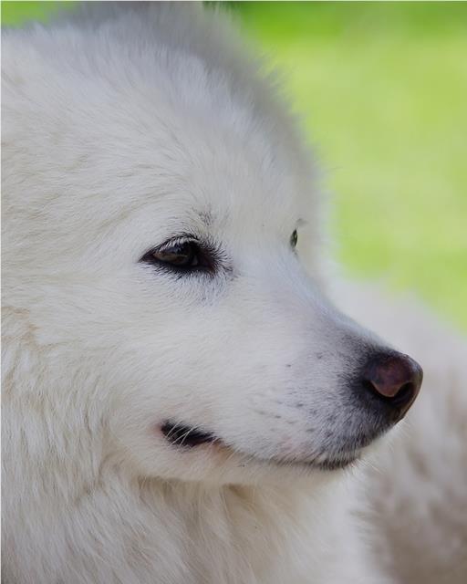 White fluffy dog sunbathing