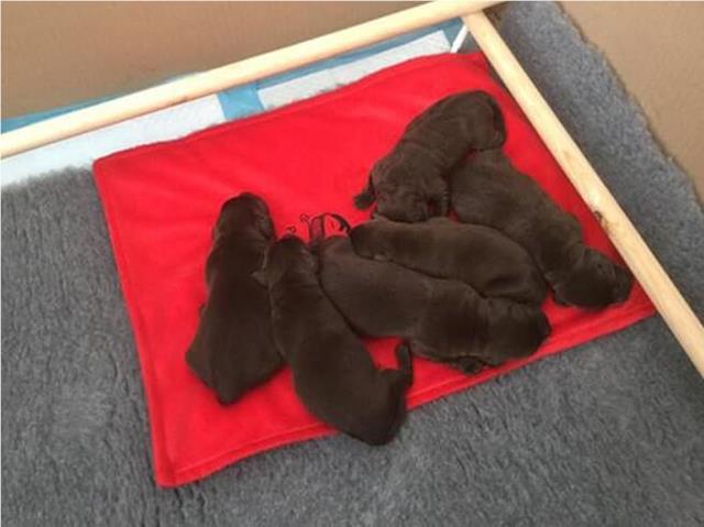 Six Pups on 1st Day