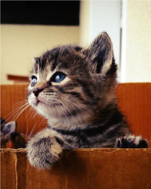 tabby kitten in a cardboard box 
