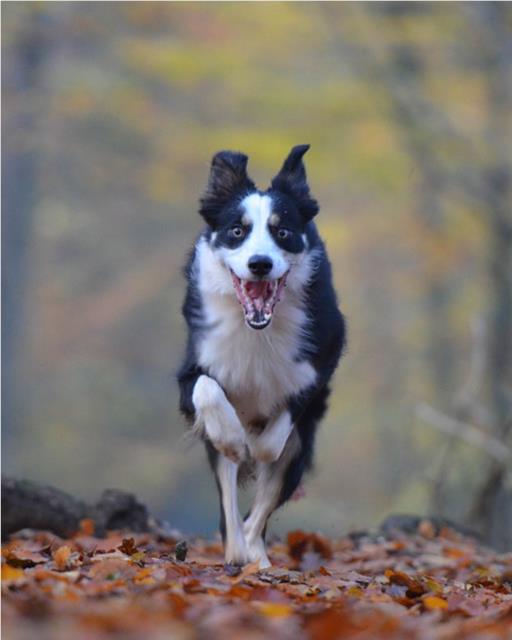 Border Collie dog running through autumn leaves
