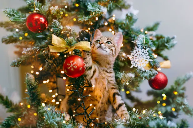 Christmas treats and toys for cats