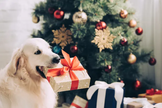 Christmas treats and toys for dogs